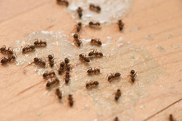 Best Pest Prevention Services  in Carlyle, IL
